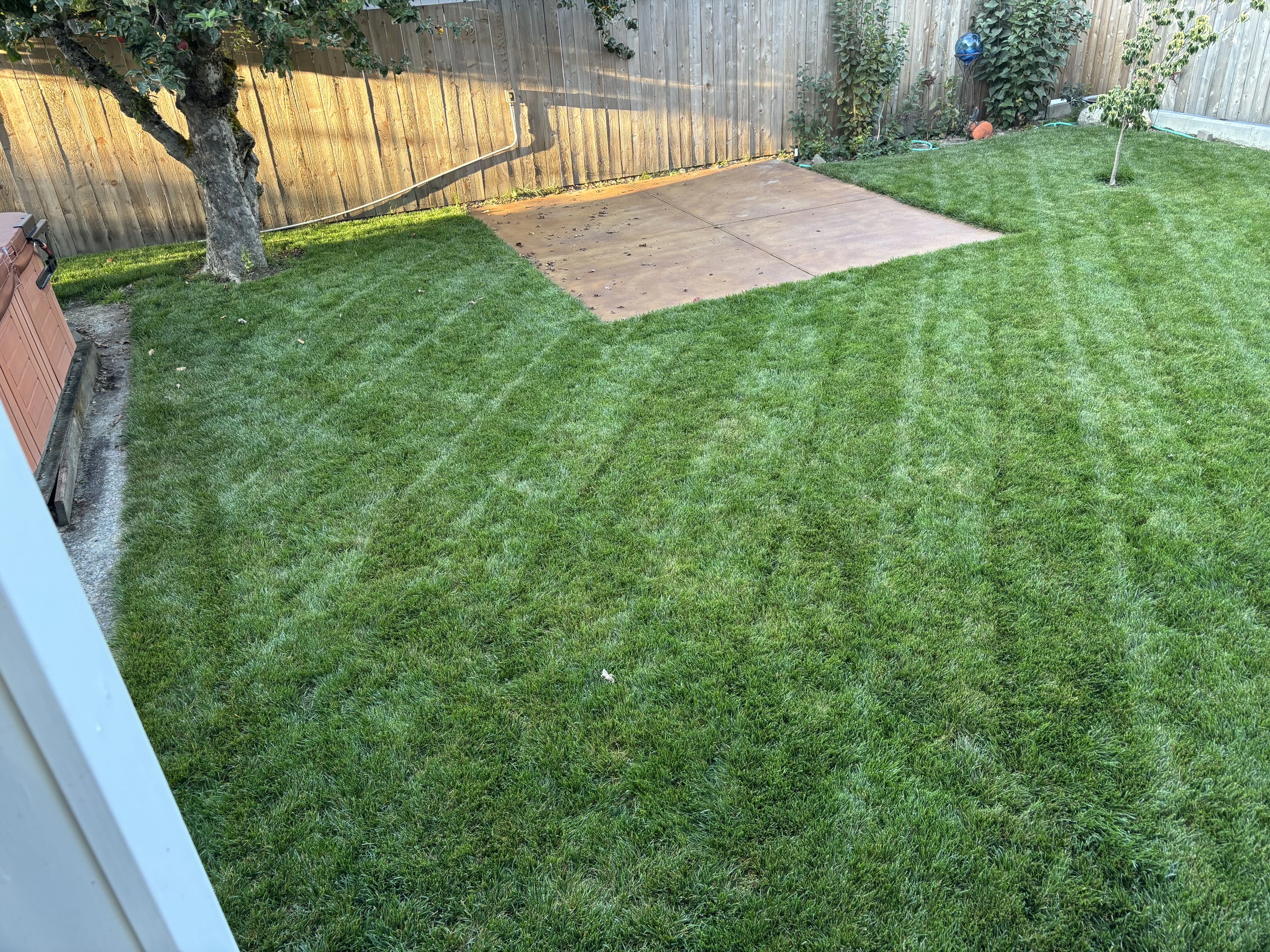 Professional sod installation and lawn replacement